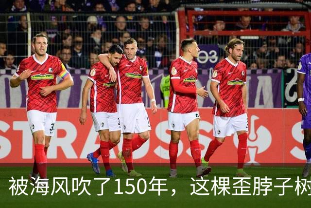 被海风吹了150年，这棵歪脖子树拿下了英国年度树王